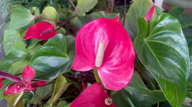 Red Anthurium Lily also known as  anthurium, tailflower, Flamingo flower,pigtail plant, and laceleaf. 