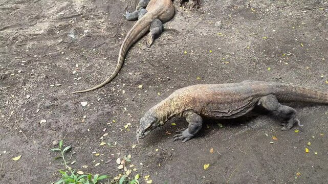 A Komodo dragon walking on a dirt surface in a zoo environment, showcasing its textured scales and powerful physique in a naturalistic setting.
