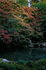 秋に染まり狂う蓮華寺