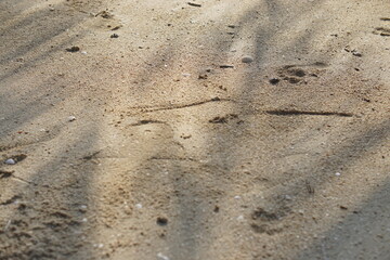 Fototapeta premium Golden sunlight casts a serene glow on the beach sand, adorned with seashells and small stones, imprinted with human footprints, evoking a tranquil and reflective seaside atmosphere.