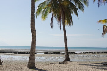 Tropical beach landscape with coconut palm tree trunks and calm ocean view at low tide