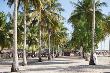 A cluster of coconut trees lining a pristine white sandy beach under clear blue skies and bright sunny weather, offering a picturesque tropical coastal view.