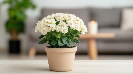 Potted white kalanchoe on modern home table with soft background lighting
