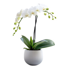 Obraz na płótnie Canvas White orchid flower in a modern ceramic pot isolated on white or transparent PNG