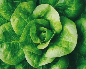 Fototapeta premium A hydroponic farm showing coral lettuce under controlled lighting.