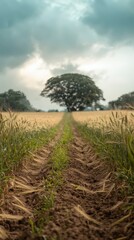 Obraz premium Rural Landscape Wheat Field Path Tree Cloudy Sky