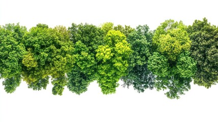 Lush green treetop border isolated on white. Perfect for nature-themed designs, website headers, or environmental projects.
