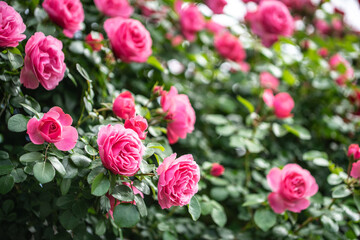 バラの花　屋外撮影イメージ