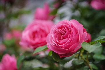 バラの花　屋外撮影イメージ