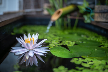 睡蓮の花　和風ビオトープのイメージ