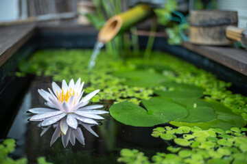 睡蓮の花　和風ビオトープのイメージ