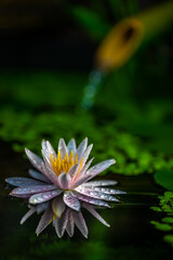 睡蓮の花　和風ビオトープのイメージ