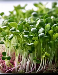 Vibrant green microgreens sprout, showcasing their delicate stems and leaves.
