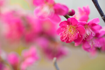 Fototapeta premium 紅梅 初春のイメージ