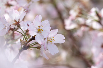 桜の花　春のイメージ