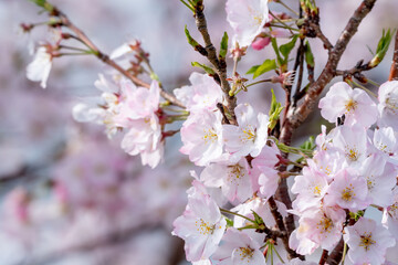 桜の花　春のイメージ