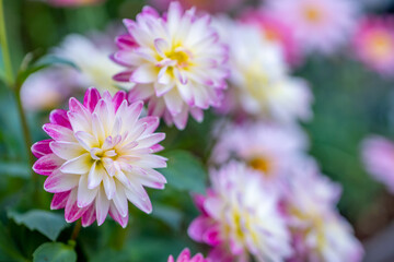 Obraz premium ダリアの花