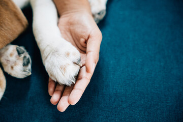 In a powerful symbol of trust and confidence, a woman's hand cradles a dog's paw, highlighting the...