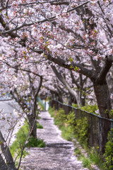 桜の花　春のイメージ