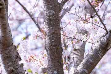 桜の花　春のイメージ