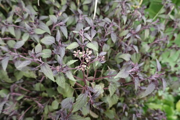 Purple flowers in the garden
