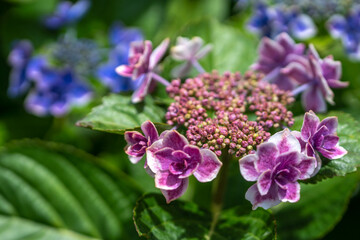 あじさいの花　梅雨のイメージ