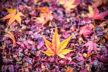 紅葉　秋のイメージ