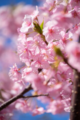 Fototapeta premium 桜の花 春のイメージ