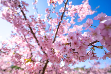 桜の花　春のイメージ