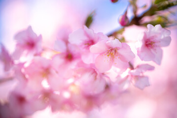 桜の花　春のイメージ