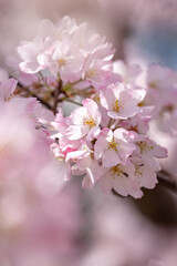 Fototapeta premium 桜の花 春のイメージ