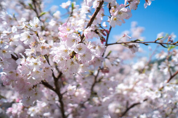 桜の花　春のイメージ
