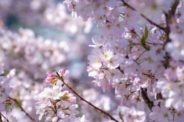 桜の花　春のイメージ