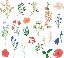 A charming collection of wild herbs, flowering plants, blooming flowers, shrubs, and subshrubs, beautifully isolated on a white background. Detailed hand-drawn botanical vector illustration.