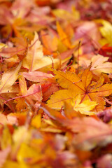 紅葉　秋の季節のイメージ