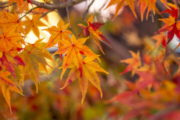 紅葉　秋の季節のイメージ