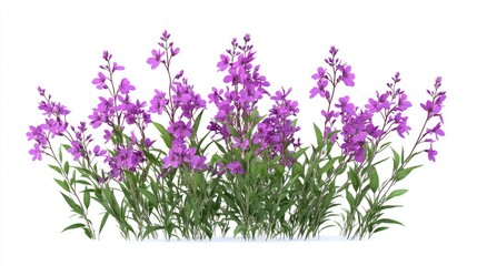 Fireweed (Epilobium Angustifolium) plant with purple flowers isolated on transparent background. 3D render