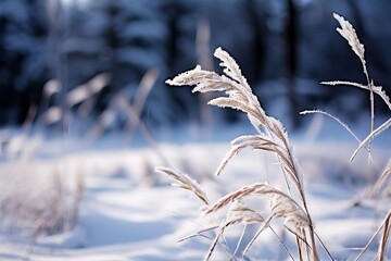 winter grass