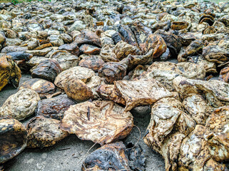Natural rubber in the drying process using solar heat on the ground, immortalized closely.