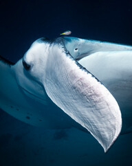 Fototapeta premium View of a manta ray gliding effortlessly through the clear waters of Oahu, highlighting its graceful movement and massive size.