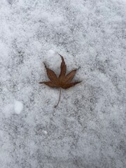 leaves on snow