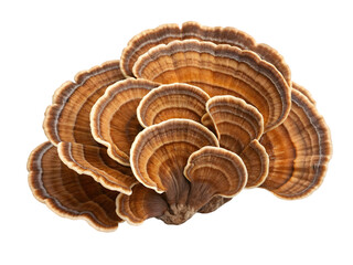 Turkey Tail Mushroom 