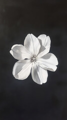 Fototapeta premium single white flower with captivating form stands out against dark background, evoking sense of tranquility and beauty