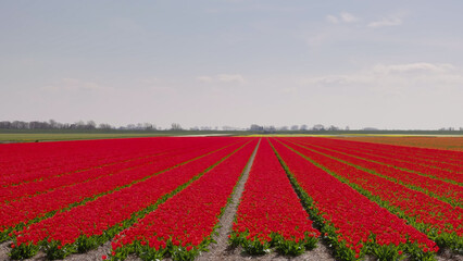 a field with rows of red tulips on a farm near the village of schagen, netherlands