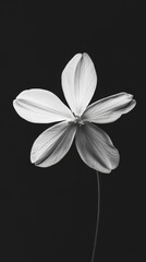 Obraz premium single white flower with delicate petals and luminous quality, standing out against dark background