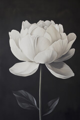 single white flower with subtle shadows against dark background, showcasing its delicate petals and elegant form