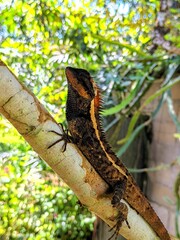 lizard on a tree