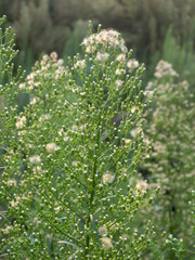 plant of the genus Microlepidium in autumn