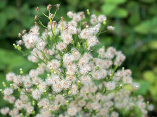 medicinal plant of the genus Microlepidium in autumn