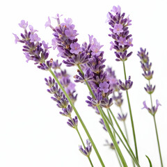lavender flowers isolated on white